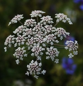 fleurs-blanches