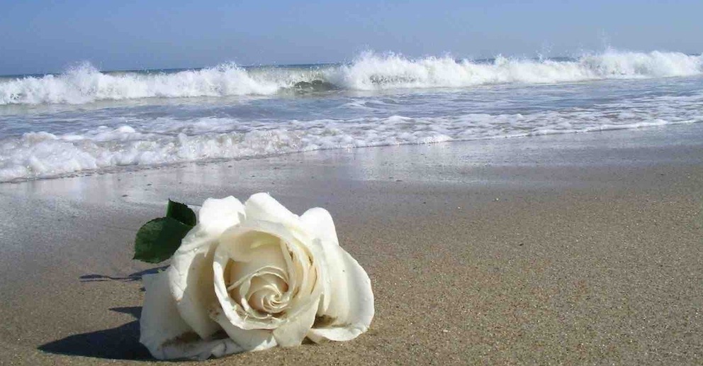 rose blanche sur le sable
