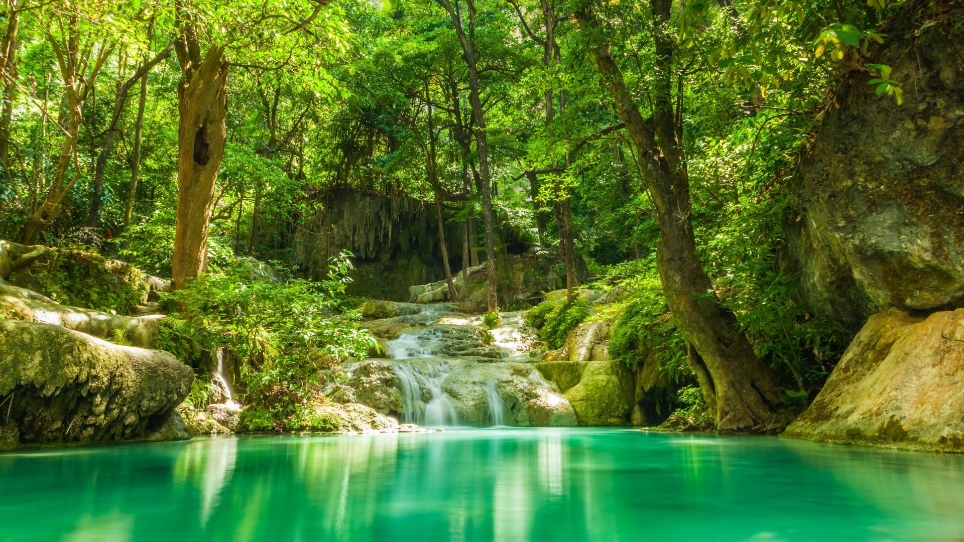 arbre eau cascade