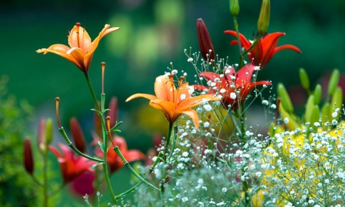 beauté de la nature belles images paysage fleuri photo emouvante nature en vert