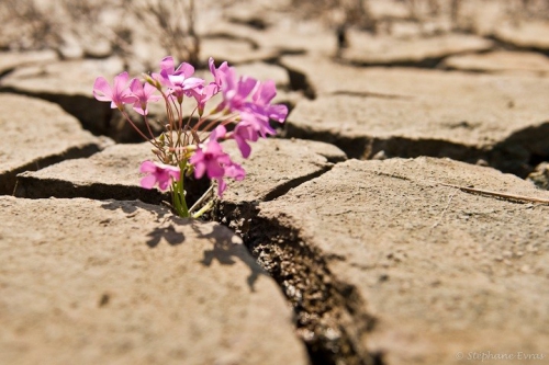carême desert
