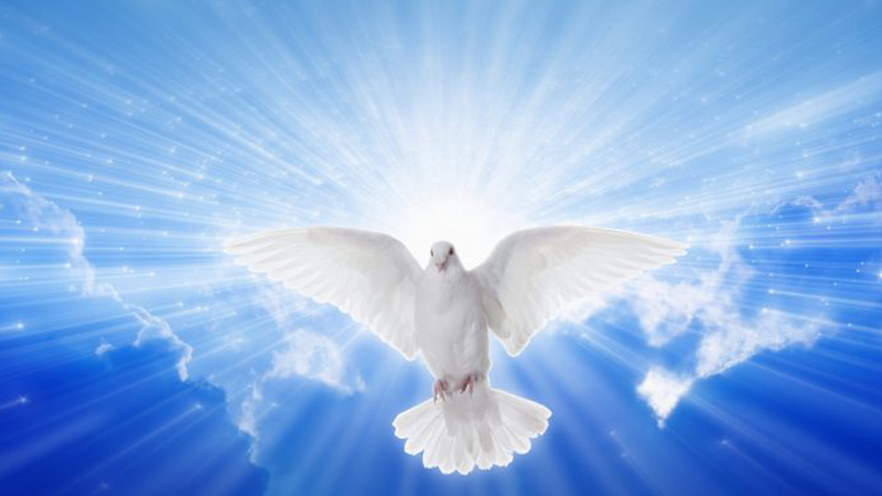 esprit saint colombe blanche