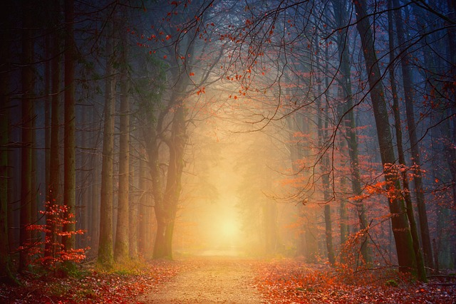 foret arbres
