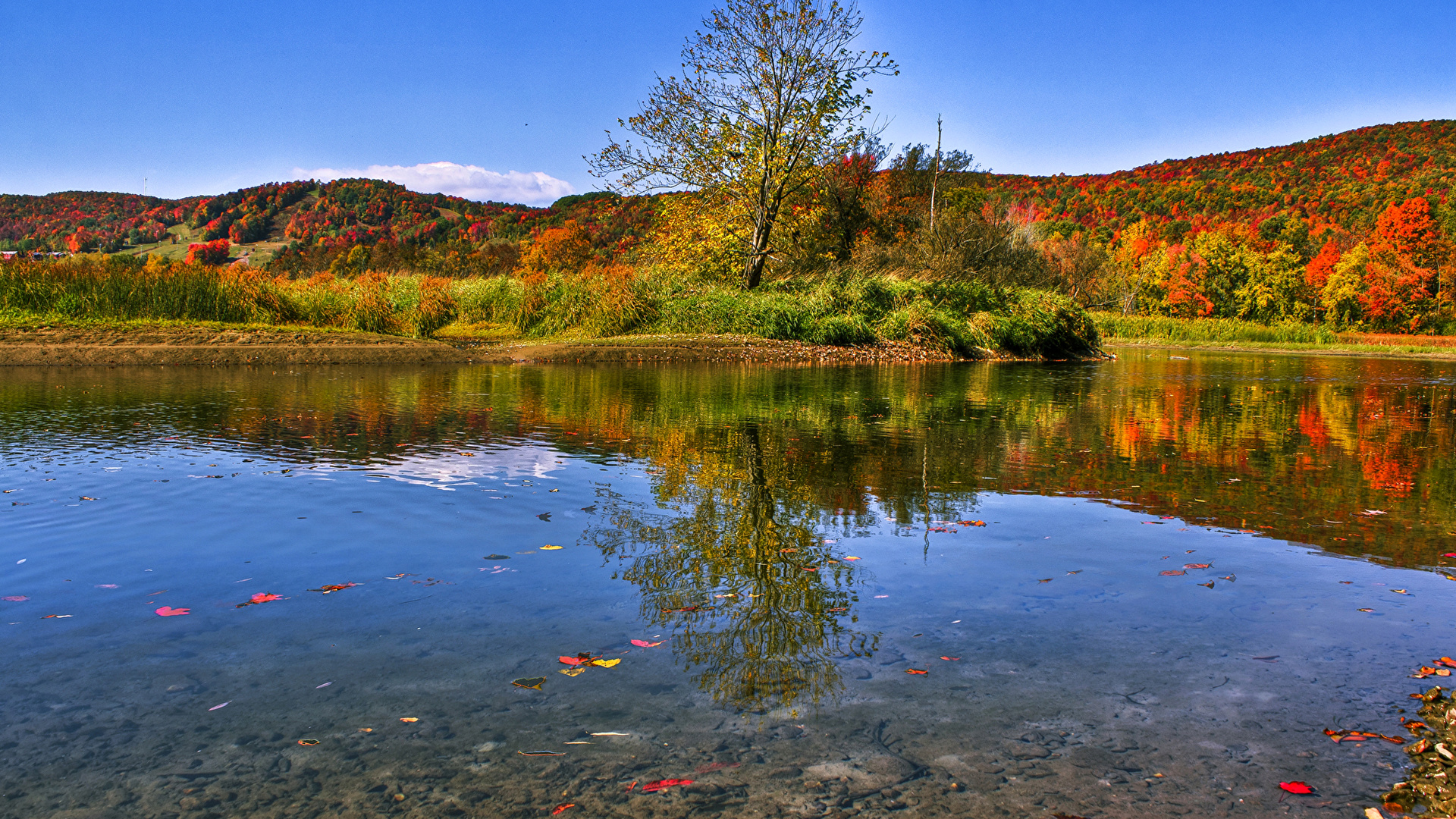 foret automne lac canada