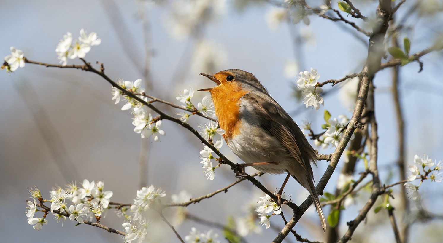 oiseau chant printemps