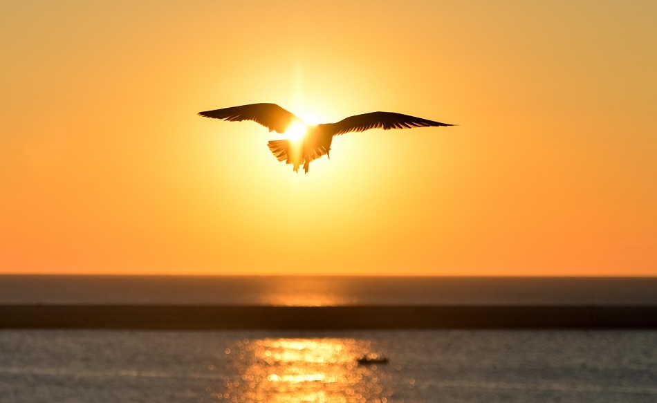 oiseau mer coucher de soleil