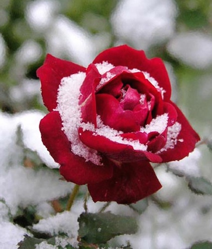 rose  neige