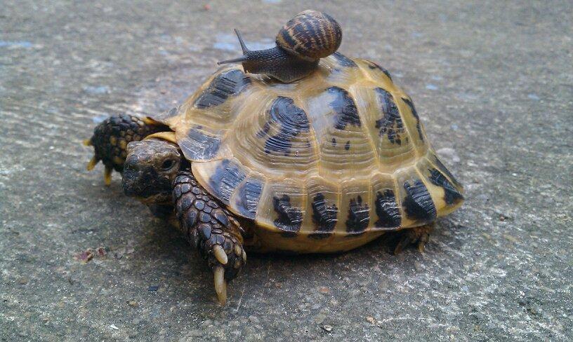tortue lenteur